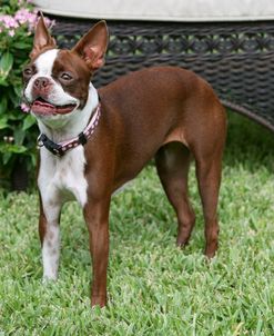 Boston Terrier 14