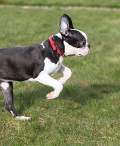 Boston Terrier 06