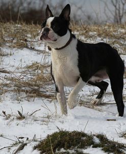 Boston Terrier 09