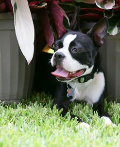 Boston Terrier 20