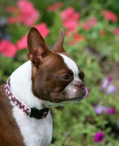 Boston Terrier 21