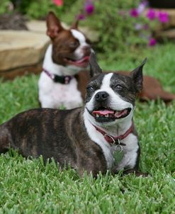 Boston Terrier 22