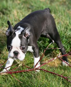 Boston Terrier 23