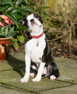 Boston Terrier 24