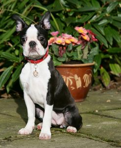 Boston Terrier 25