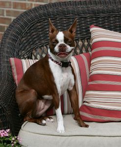 Boston Terrier 16