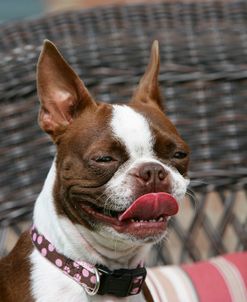 Boston Terrier 17