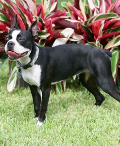 Boston Terrier 19