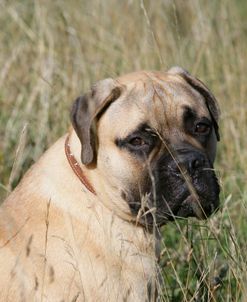 Bull Mastiff 05