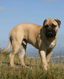 Bull Mastiff 06