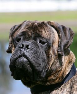 Bull Mastiff 07