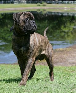 Bull Mastiff 08