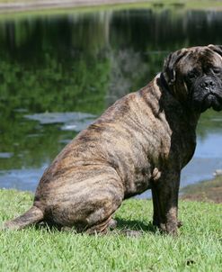 Bull Mastiff 09