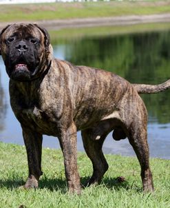 Bull Mastiff 10