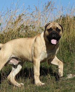 Bull Mastiff 01