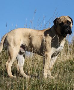 Bull Mastiff 02