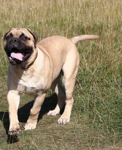 Bull Mastiff 03