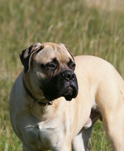 Bull Mastiff 04