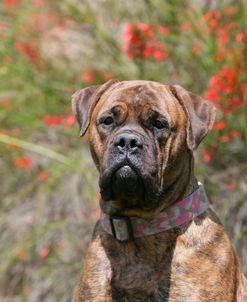 Bull Mastiff 15