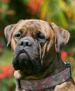 Bull Mastiff 16