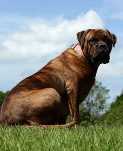 Bull Mastiff 18