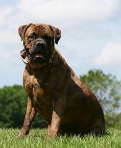 Bull Mastiff 19