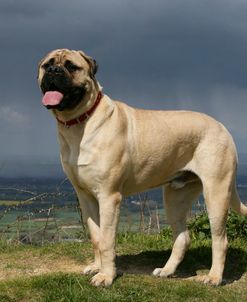 Bull Mastiff 20