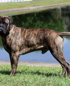 Bull Mastiff 11