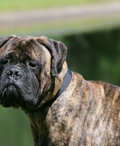 Bull Mastiff 12