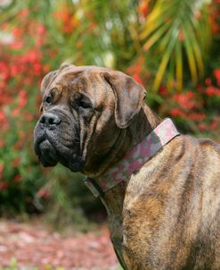 Bull Mastiff 13