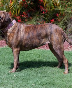 Bull Mastiff 14