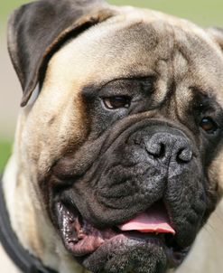 Bull Mastiff 25