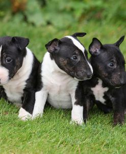 Bull Terrier 01