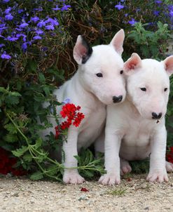 Bull Terrier 02