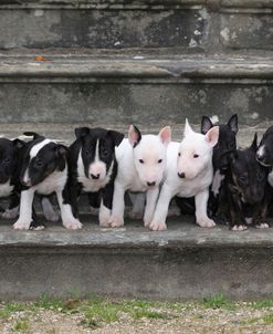 Bull Terrier 03