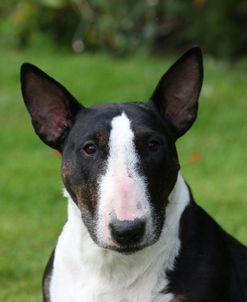 Bull Terrier 04