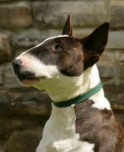 Bull Terrier 05