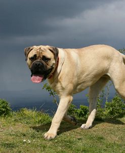 Bull Mastiff 21