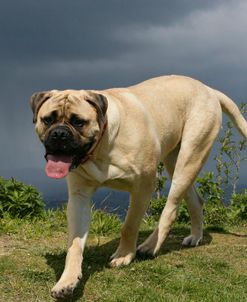 Bull Mastiff 22