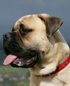 Bull Mastiff 23