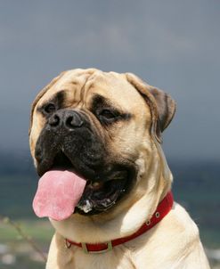 Bull Mastiff 24