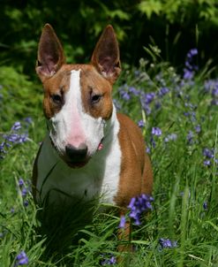 Bull Terrier 10