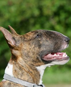 Bull Terrier 11