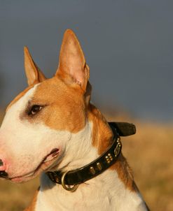 Bull Terrier 14