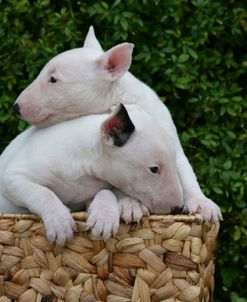 Bull Terrier 15