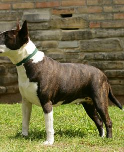 Bull Terrier 06