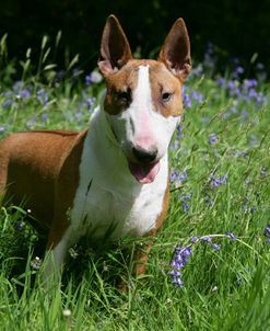 Bull Terrier 07