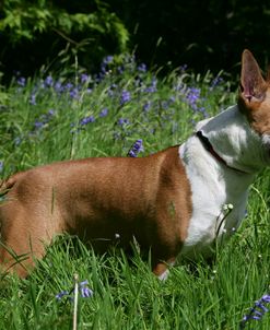 Bull Terrier 08