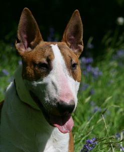 Bull Terrier 09