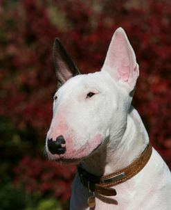 Bull Terrier 20